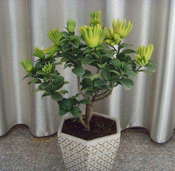 佛手盆栽怎么病虫防治的3个方法