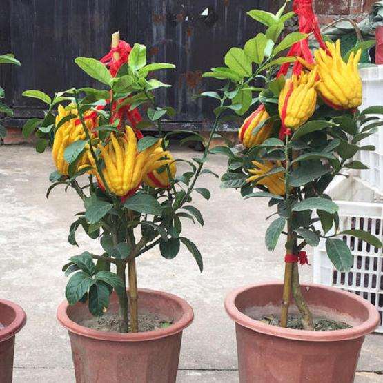 佛手盆裁怎么栽培的6个要点