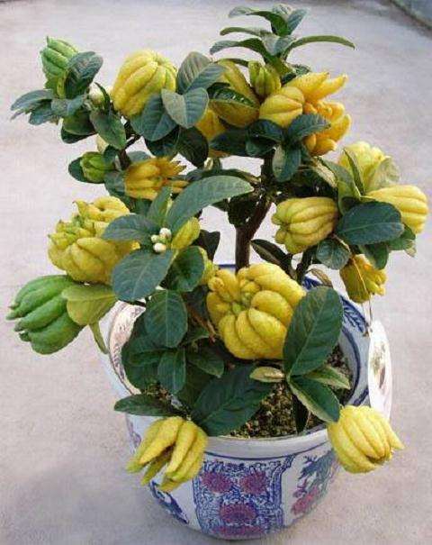 佛手盆裁怎么栽培的6个要点