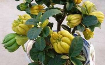 佛手盆裁怎么栽培的6个要点