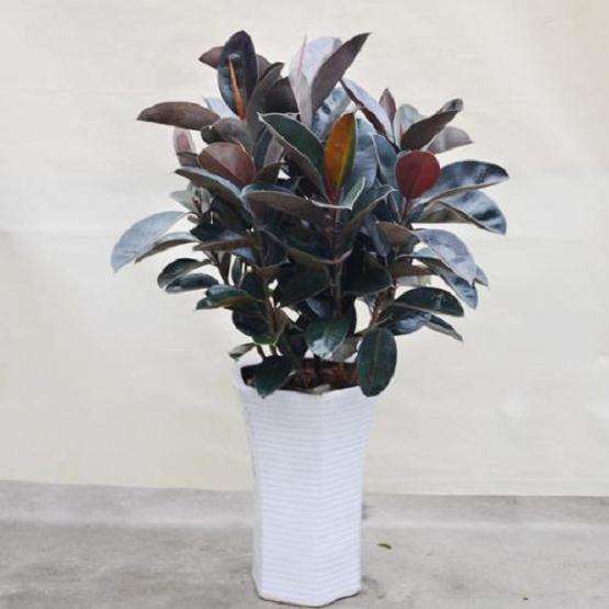 氟化氢气体对橡胶盆栽幼苗的影响研究初报