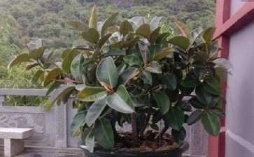 氟化氢气体对橡胶盆栽幼苗的影响研究初报