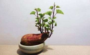 为什么甘薯盆栽在城市销售好