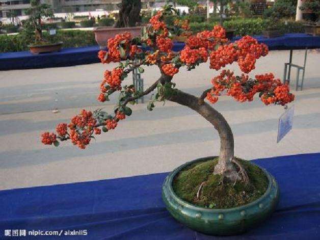 观果盆栽怎么栽培管理的3个方法