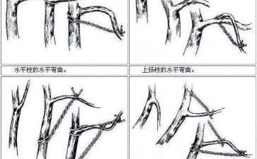 图解 这几种方法让盆景整容