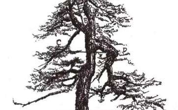 零基础盆景人进阶之路 盆树拉枝  吊枝技术连载十二