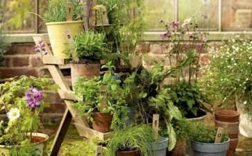 观美国成福盆栽会展览有感