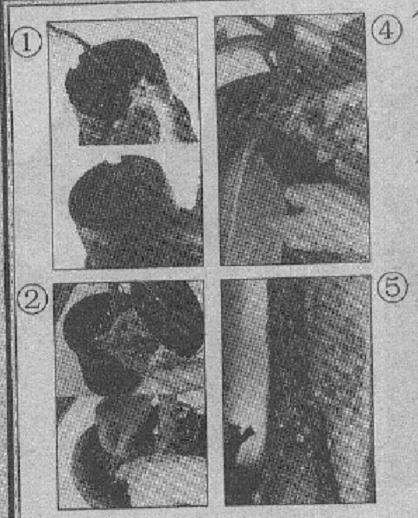 观叶盆栽入室前的5个准备