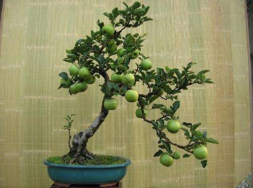 果树盆景怎么稼接的2个方法