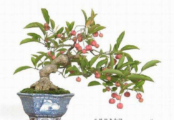 果树盆景接后怎么管理的5个方法