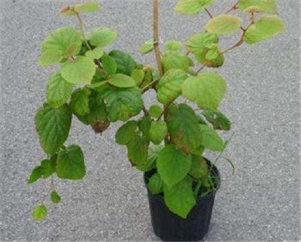 猕猴桃盆栽怎么栽培的3个要点