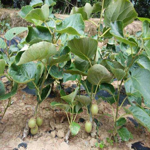 猕猴桃盆栽怎么栽培的3个要点