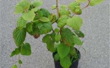 猕猴桃盆栽怎么栽培的3个要点