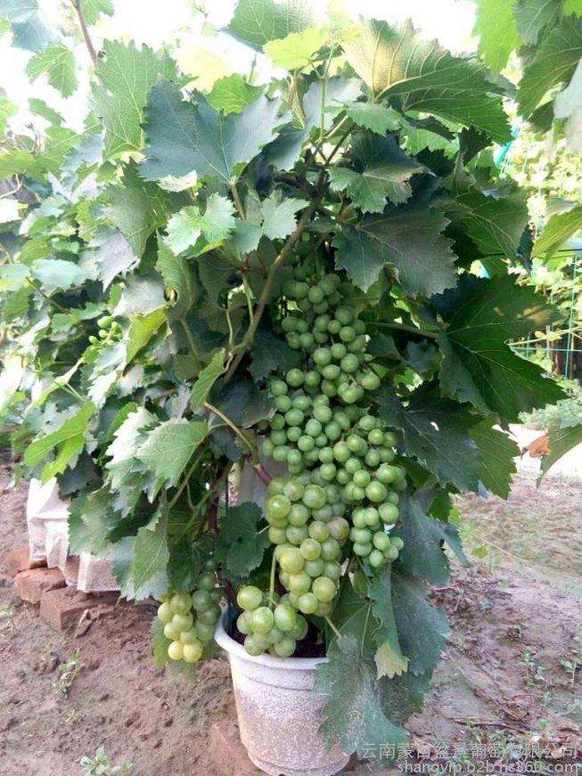 寒地盆栽葡萄怎么管理的3个方法