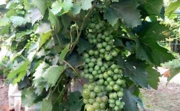 寒地盆栽葡萄怎么管理的3个方法