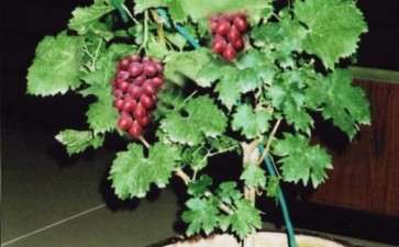 葡萄盆栽怎么肥水管理的方法