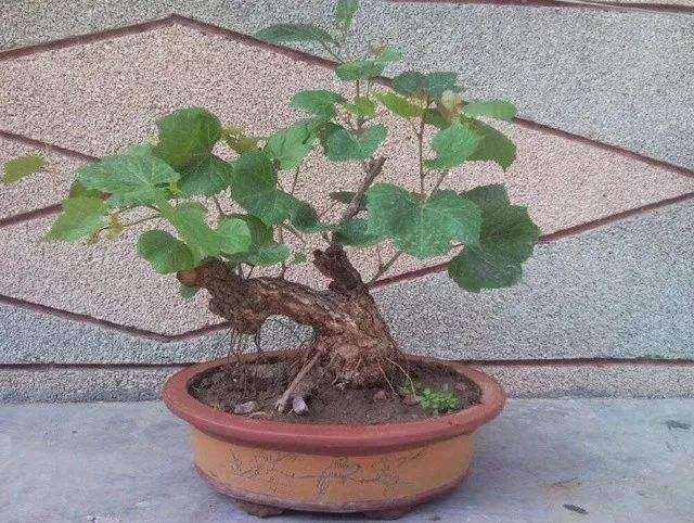 葡萄盆栽怎么育苗和栽植的3个方法