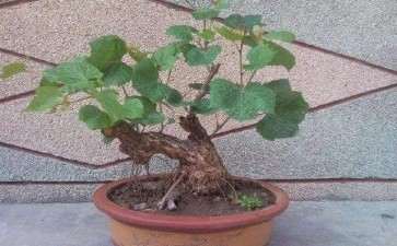 葡萄盆栽怎么育苗和栽植的3个方法