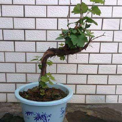 葡萄盆栽怎么换盆和修根的2个方法