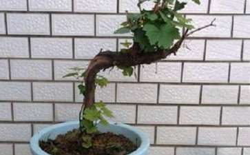 葡萄盆栽怎么换盆和修根的2个方法