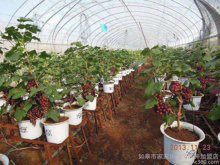 葡萄盆栽的越冬保护和病虫害防治