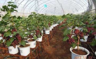 葡萄盆栽的越冬保护和病虫害防治