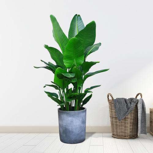 鹤望兰盆栽怎么换盆的2个要点