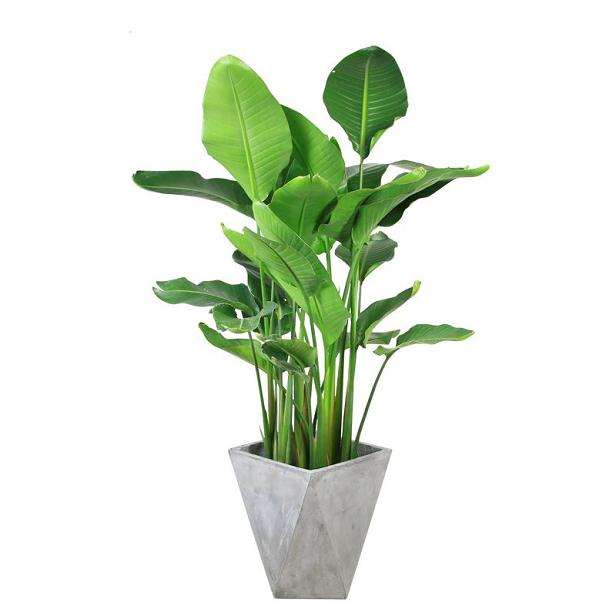 鹤望兰盆栽怎么温度与光照的方法