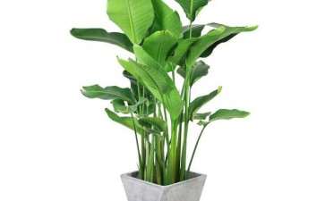 鹤望兰盆栽怎么温度与光照的方法