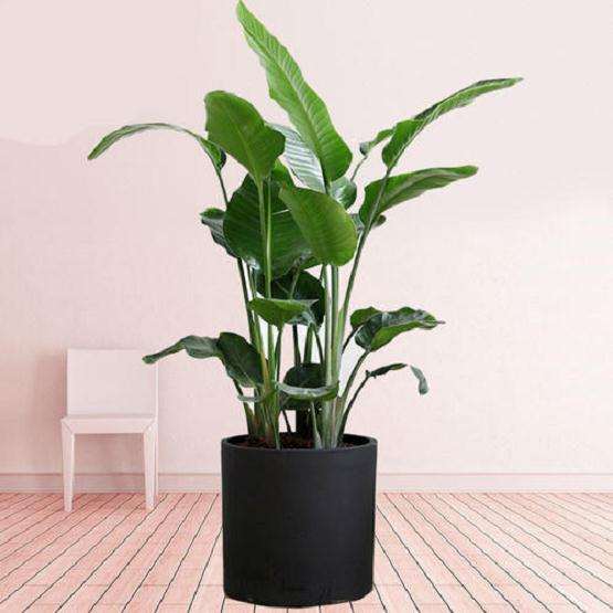 鹤望兰盆栽怎么水肥管理的3个方法