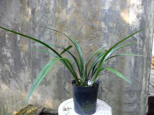 石兰花怎么盆栽的6个方法