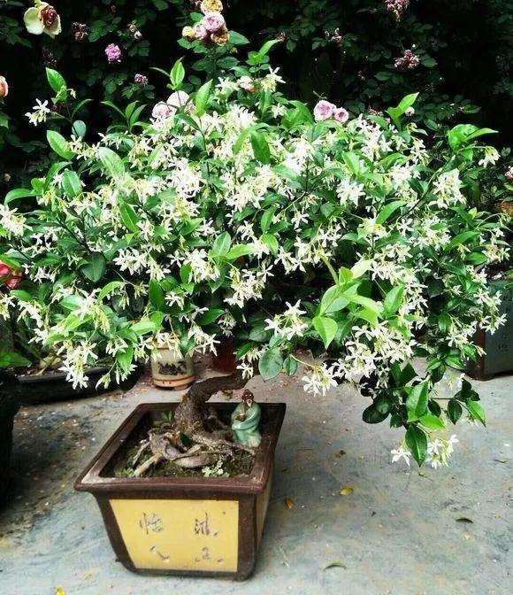 茉莉花怎么盆栽的5个方法