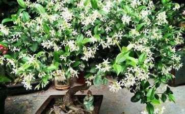 茉莉花怎么盆栽的5个方法