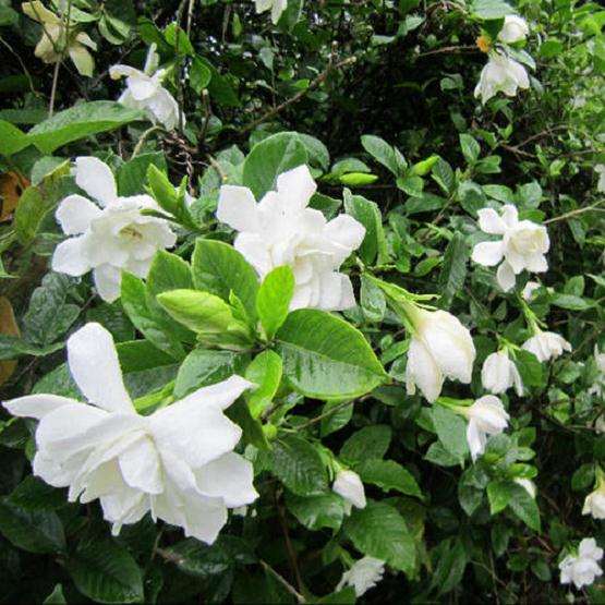 桅子花怎么栽培的5个方法