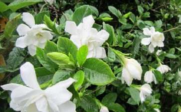 桅子花怎么栽培的5个方法