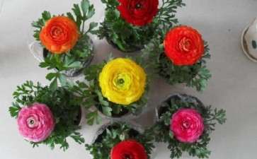 家庭怎么盆栽花毛茛的3个方法