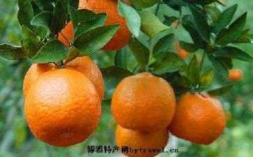 盆栽寿星柑怎么养护管理的5个方法