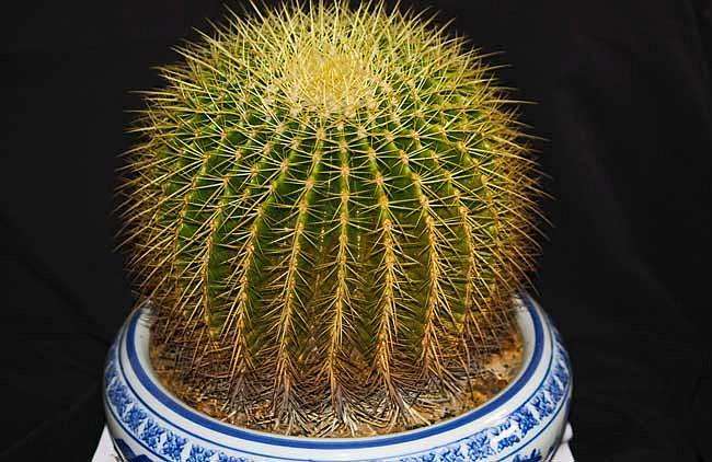 仙人球盆栽怎么防治虫害的方法