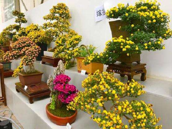 菊花盆栽怎么配制营养土和移栽