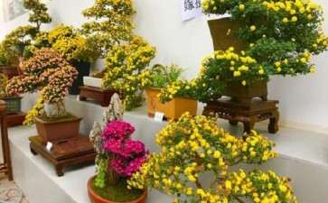 菊花盆栽怎么配制营养土和移栽