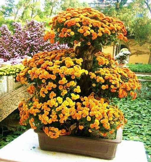 菊花盆栽怎么浇水施肥的方法