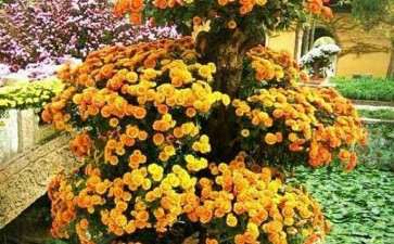 菊花盆栽怎么浇水施肥的方法