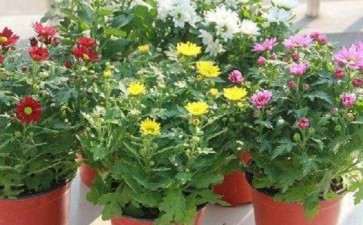 菊花盆栽怎么摘心矮化的方法