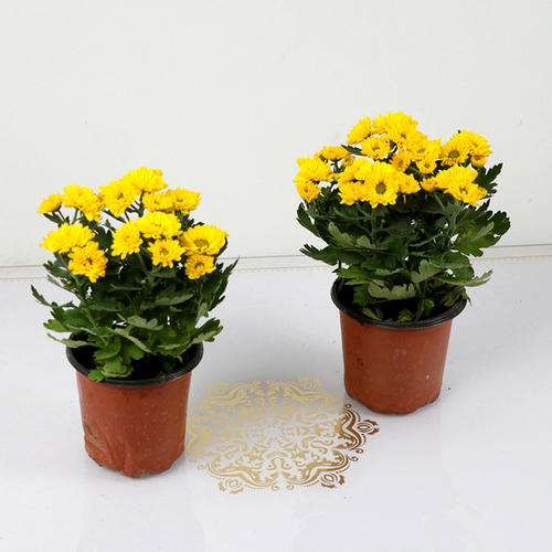 菊花盆栽怎么上盆施肥的2个方法