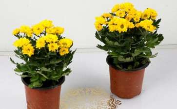 菊花盆栽怎么上盆施肥的2个方法