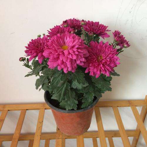 菊花盆栽怎么整形的3个方法