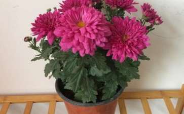 菊花盆栽怎么整形的3个方法