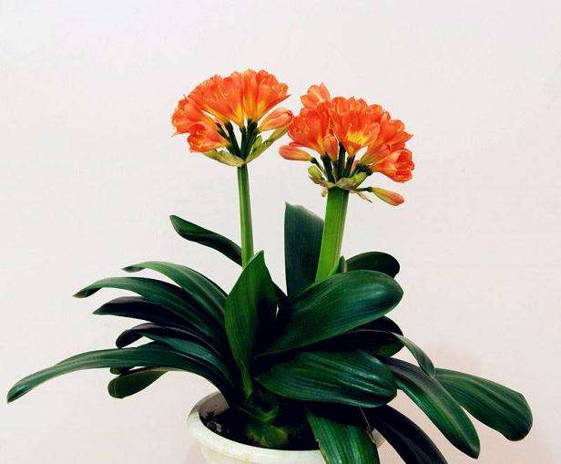 君子兰怎么花期调控的3个方法