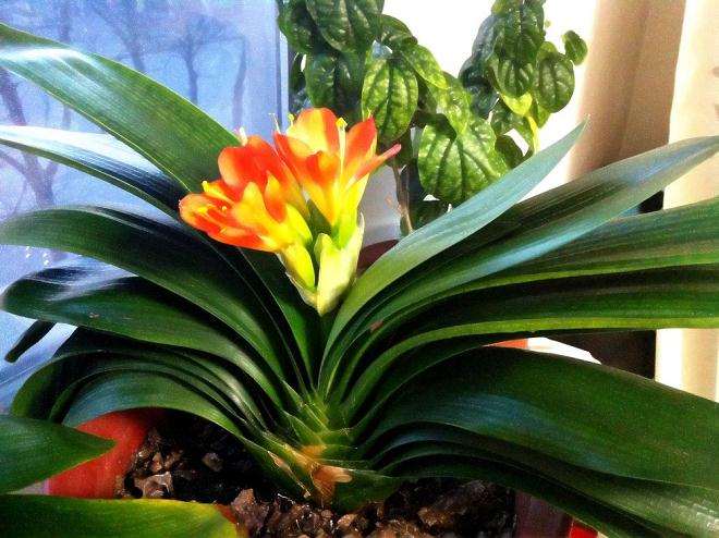 君子兰的常见病虫害及防治有哪些