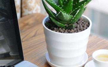 芦荟盆栽怎么上盆的3个方法